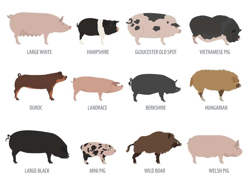 different-types-of-pig-breeds-pig-farming-business.jpg