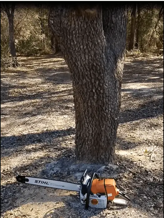 MS461 TREE.PNG