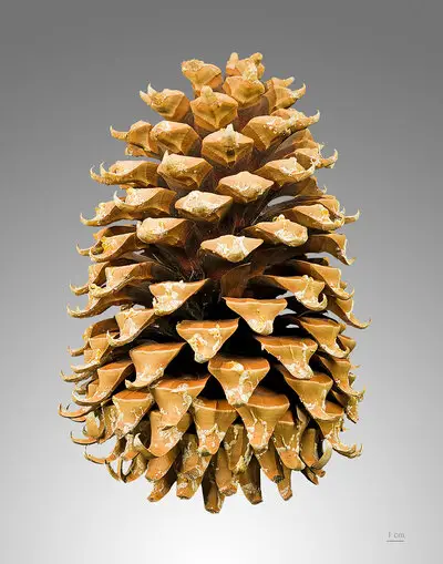 1200px-Pinus_coulteri_MHNT_Cone.jpg