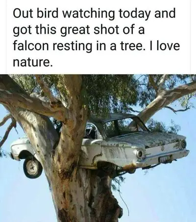 bird watching falcon in a tree.jpg