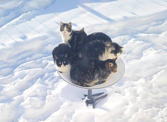 Cats-use-500-Starlink-antennas-as-heated-beds.jpg