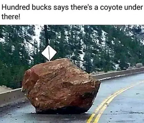 Coyote.jpg