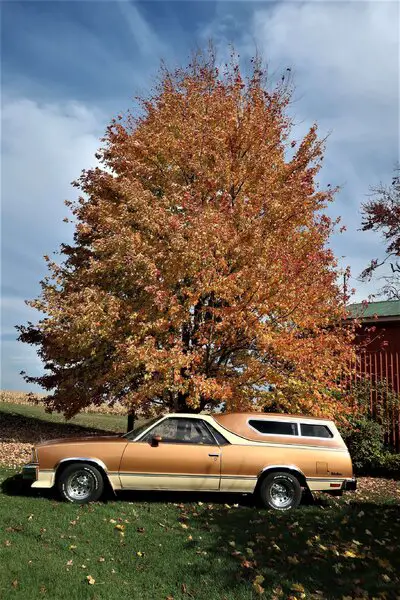 Fall foliage 2022-10-25.JPG