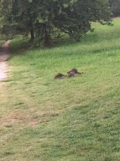 coons.jpg