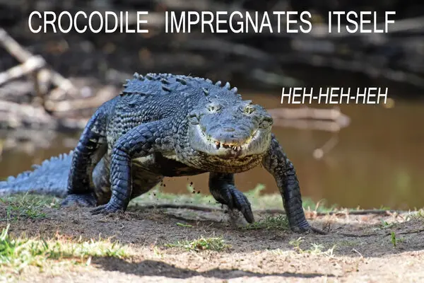 Crocodile.jpg