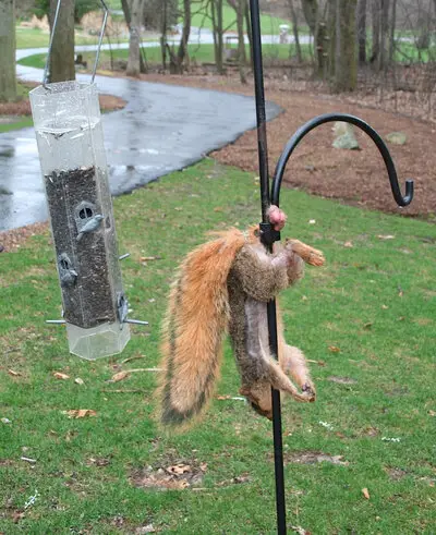 dead squirrel.jpeg