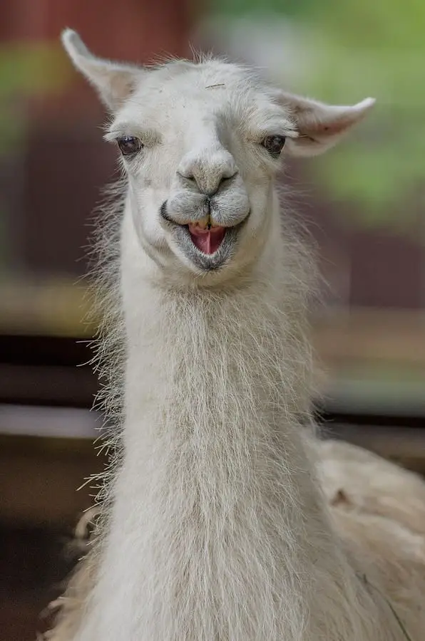 1eed373480ce71fe4d6c55963b6da0b0--llama-llama-llama-face.jpg