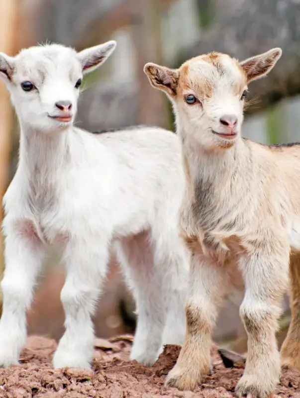 pair-of-baby-goats.jpg