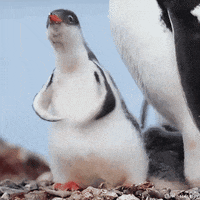Baby Penguin Reaction GIF by MOODMAN