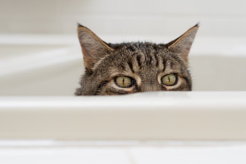 cat-funny-expression-peeking-over-side-bathtub-sitting-out-77027724.jpg