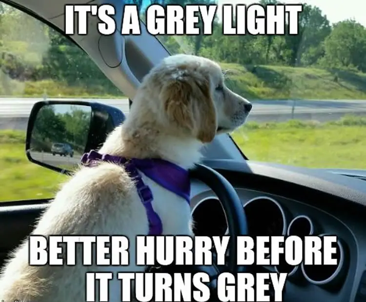 dog-driving-car-meme.jpg